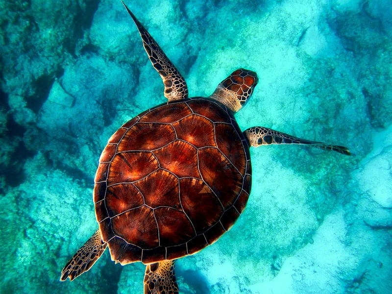 Underwater Exploration